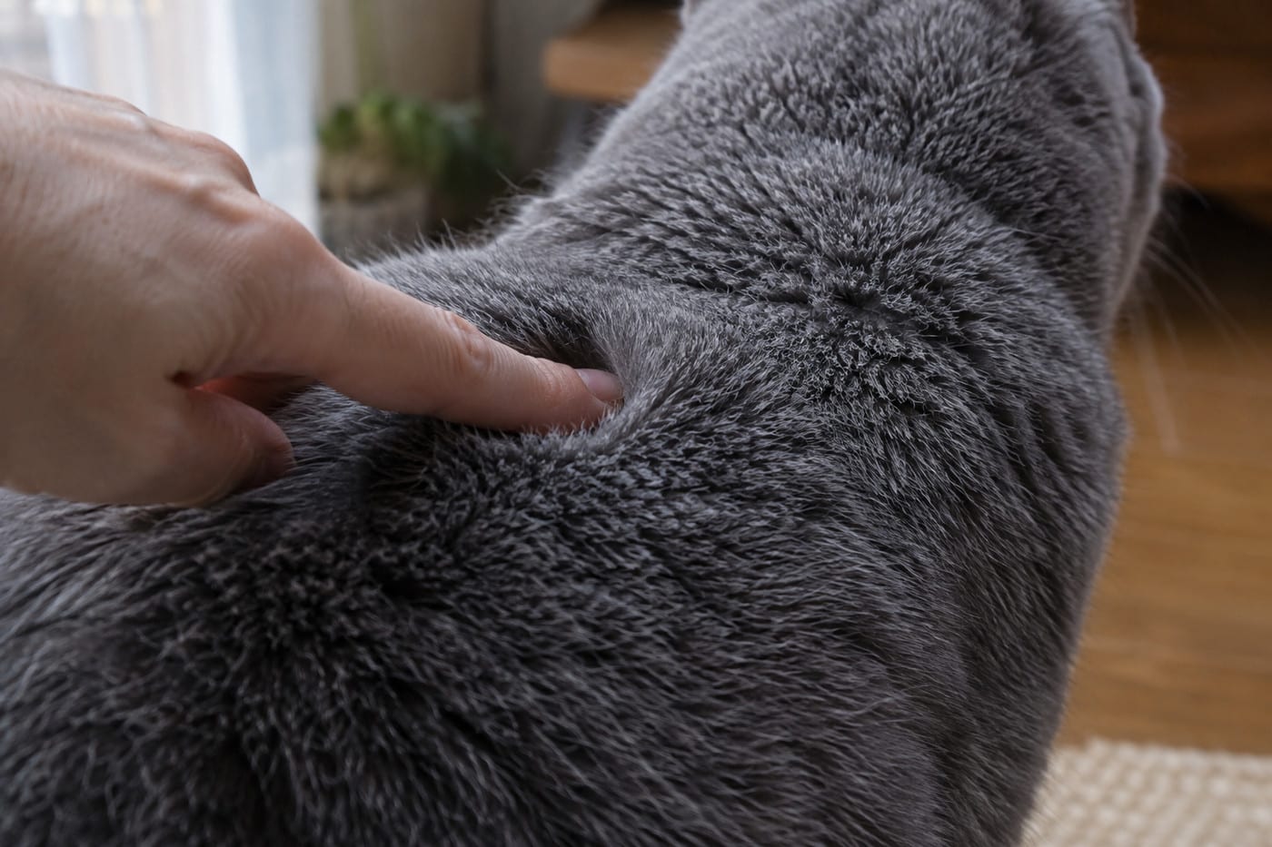 ブルーのブリティッシュショートヘアの背中の毛を、毛並みに逆らって指先で軽く押している手元。短く密な毛が起き上がっている