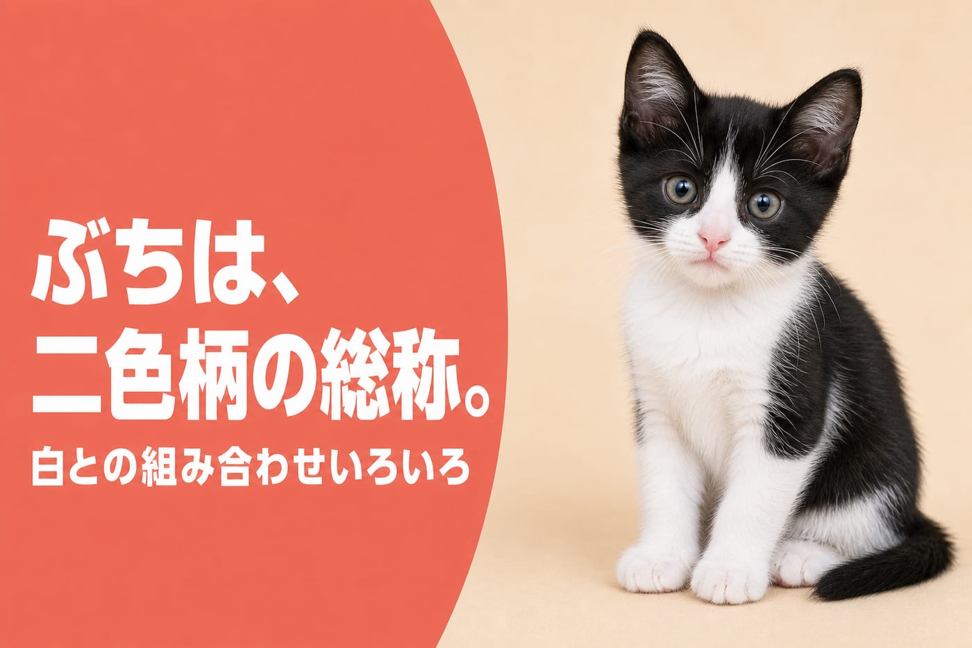 ぶちは二色柄の総称と伝えるサーモン帯バナーと白黒バイカラーの子猫