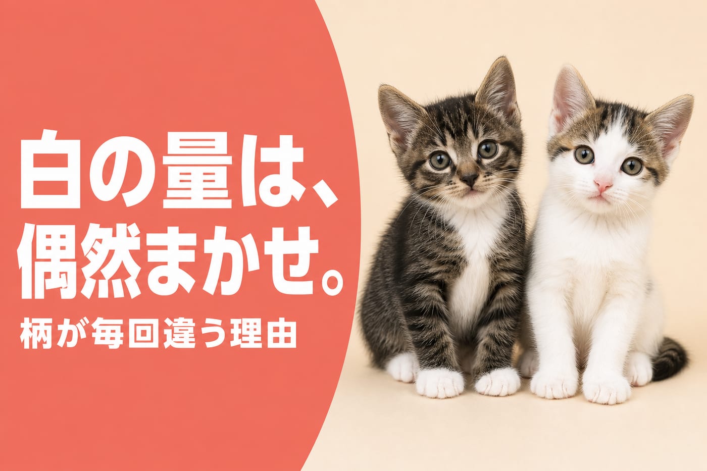白の量は偶然まかせと伝えるサーモン帯バナーと白の入り方が違う2匹の子猫
