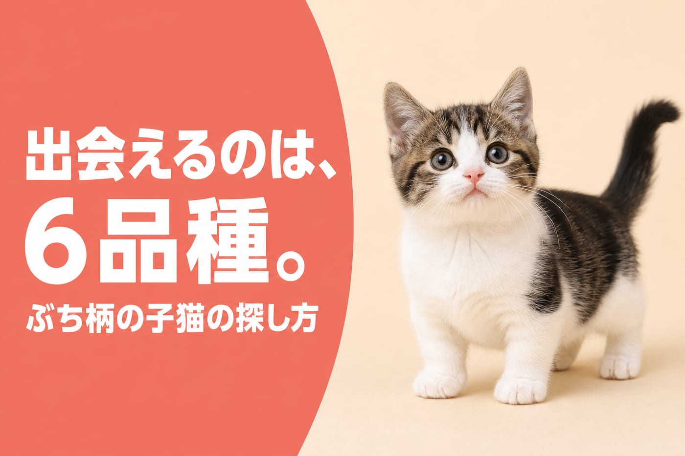 出会えるのは6品種と伝えるサーモン帯バナーと短足のキジ白マンチカンの子猫