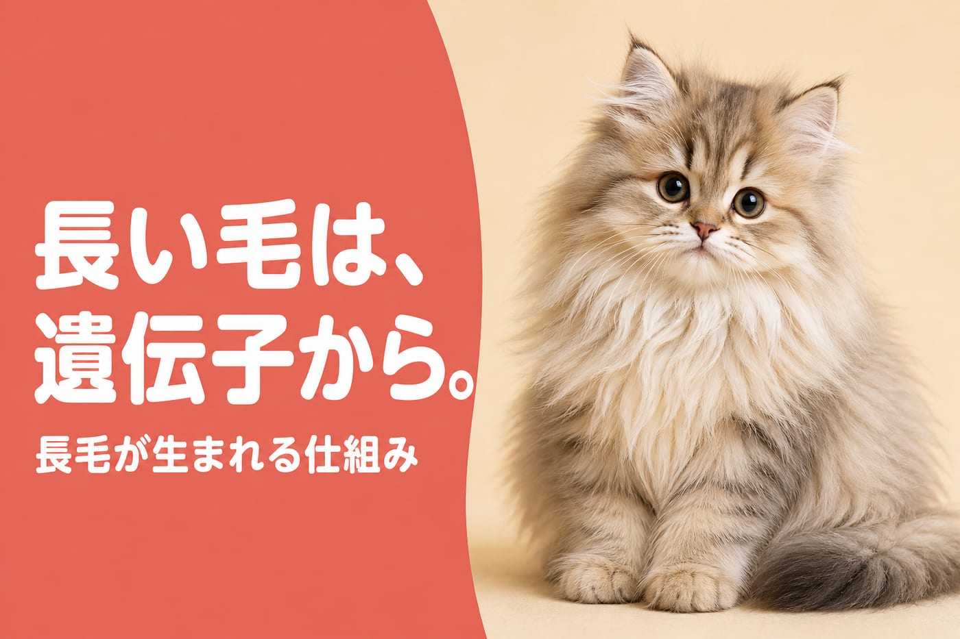 長い毛は遺伝子からと伝えるサーモン帯バナーとふわふわの長毛の子猫