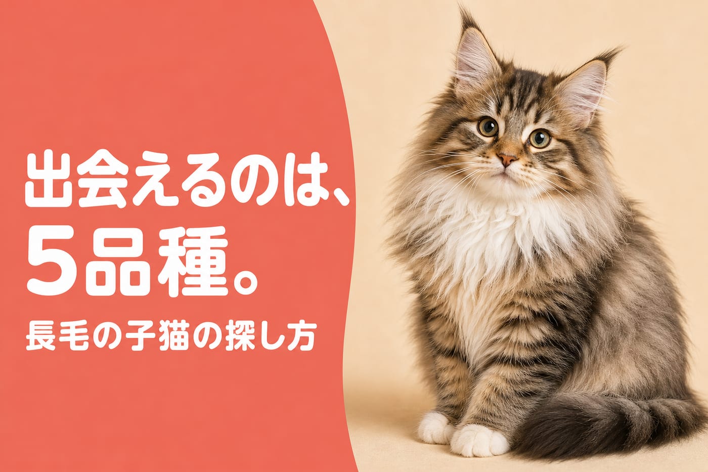 出会えるのは5品種と伝えるサーモン帯バナーと立派な襟毛の長毛の子猫