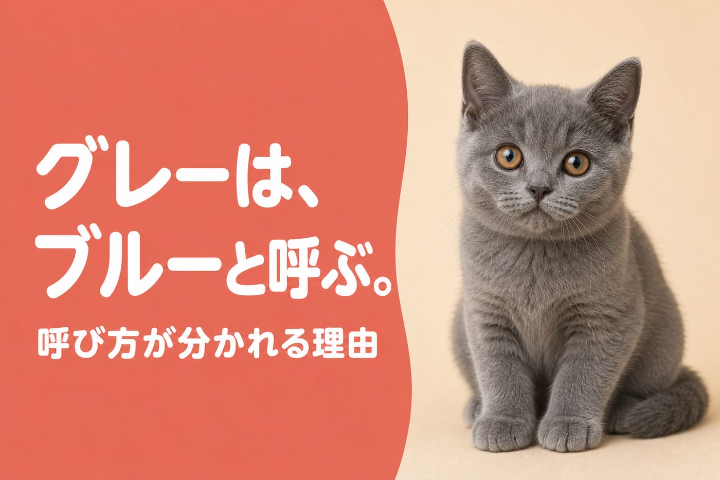 グレーはブルーと呼ぶと伝えるサーモン帯バナーと銅色の瞳のブルーグレーの子猫