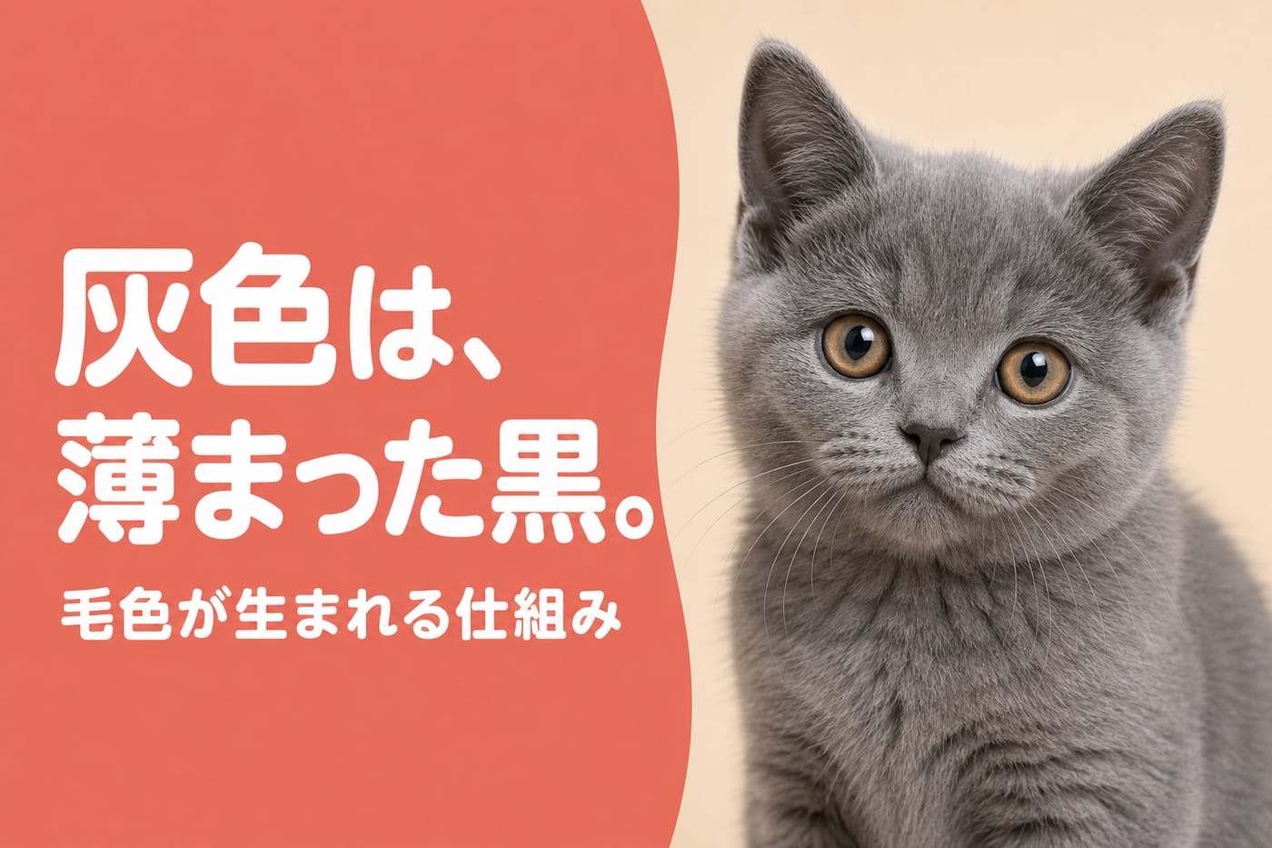 灰色は薄まった黒と伝えるサーモン帯バナーとグレーの子猫のクローズアップ