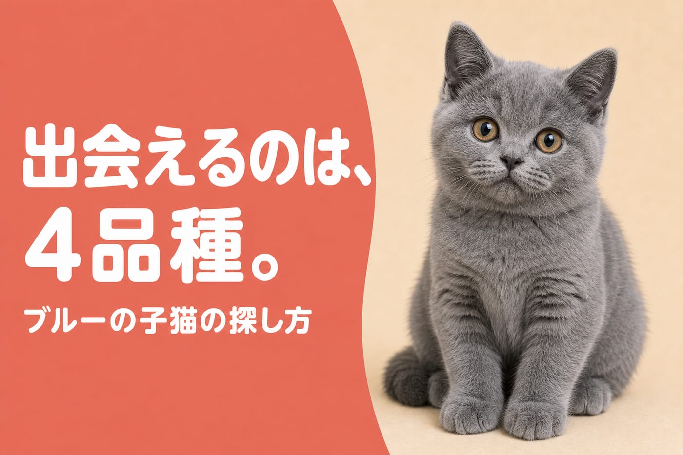 出会えるのは4品種と伝えるサーモン帯バナーと丸い頬のブルーのブリティッシュショートヘアの子猫
