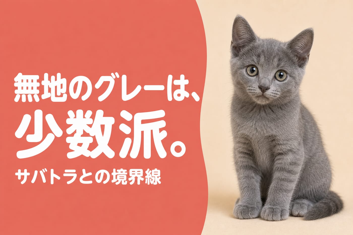無地のグレーは少数派と伝えるサーモン帯バナーと脚にうっすら縞が残るグレーの子猫
