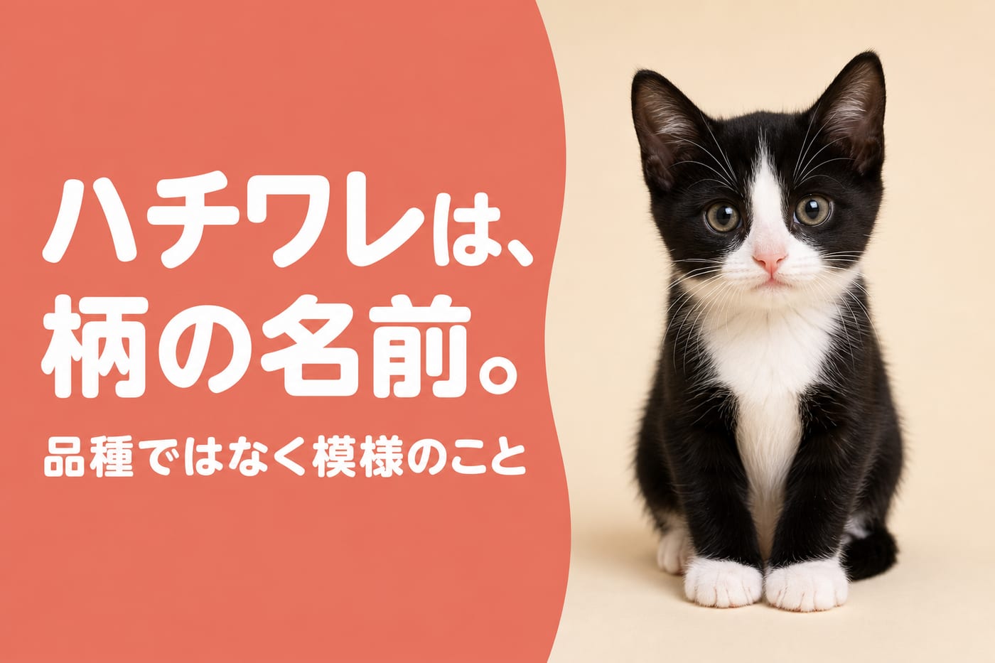 ハチワレは柄の名前と伝えるサーモン帯バナーと白いブレイズのある白黒の子猫