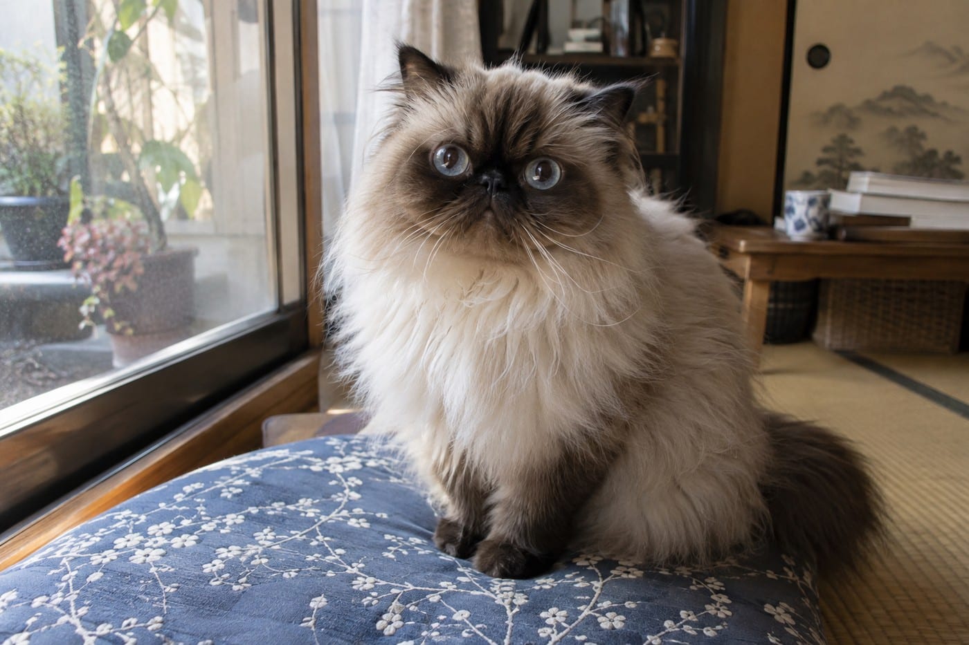窓辺のクッションに座り、こちらを見ているシールポイントのヒマラヤンの成猫。顔・耳・足が濃い茶色で、体はクリーム色、目は濃い青