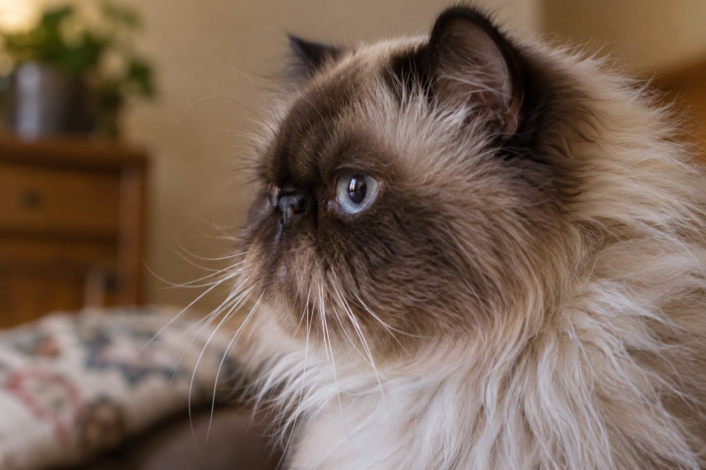 横顔のヒマラヤンの成猫。濃い色のマスクのある丸い顔で、鼻は短く、鼻の穴が開いているのが見える。目は青い