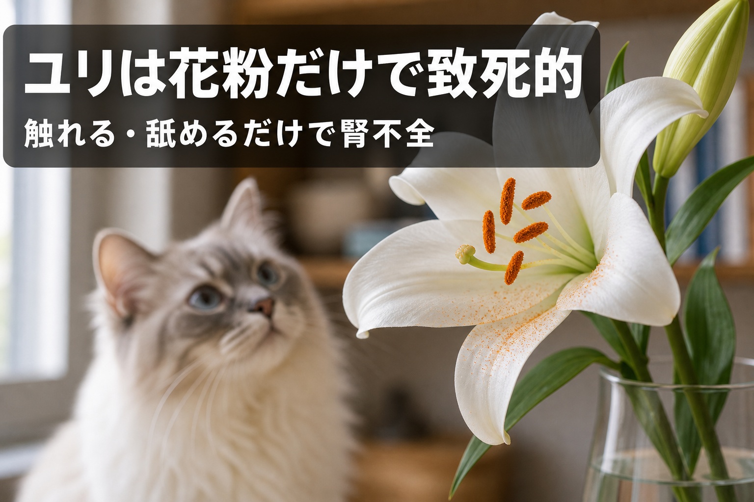 白いユリと背景の猫・「ユリは花粉だけで致死的」警告バナー