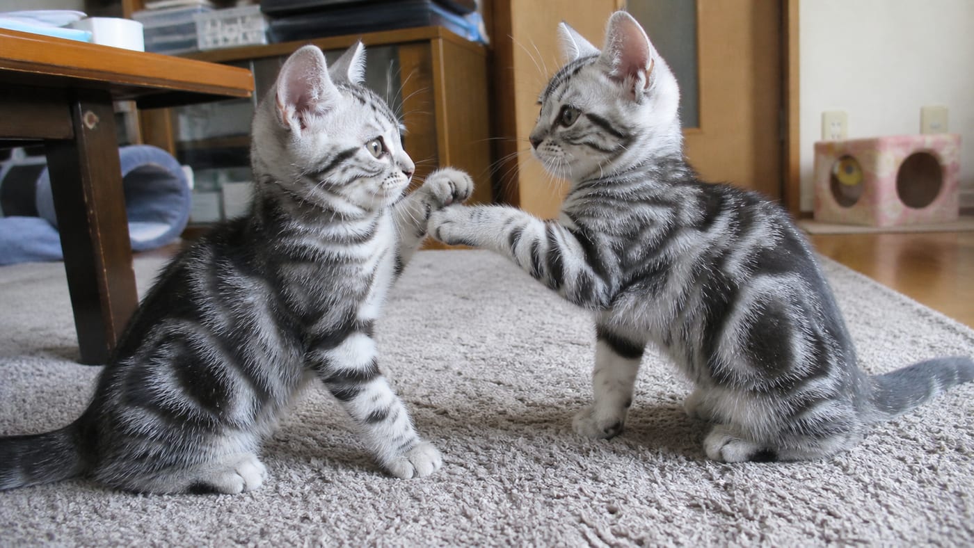 じゃれ合って遊ぶ2匹の同胎子猫