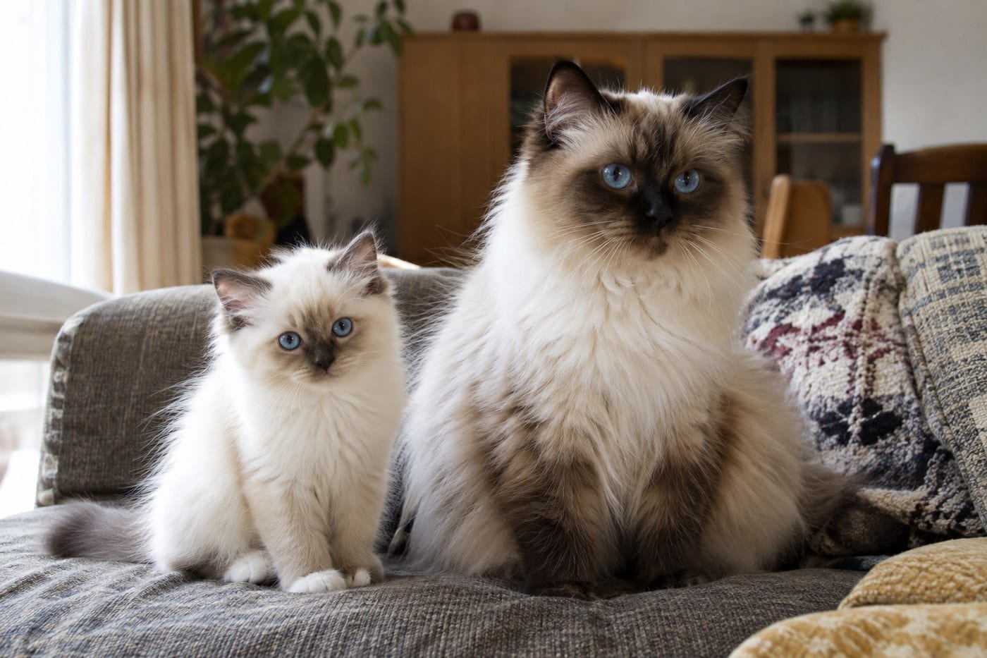 うっすらと色の薄い生後3ヶ月ほどのラグドールの子猫と、毛色がしっかり濃くなったラグドールの成猫が、並んで座っている