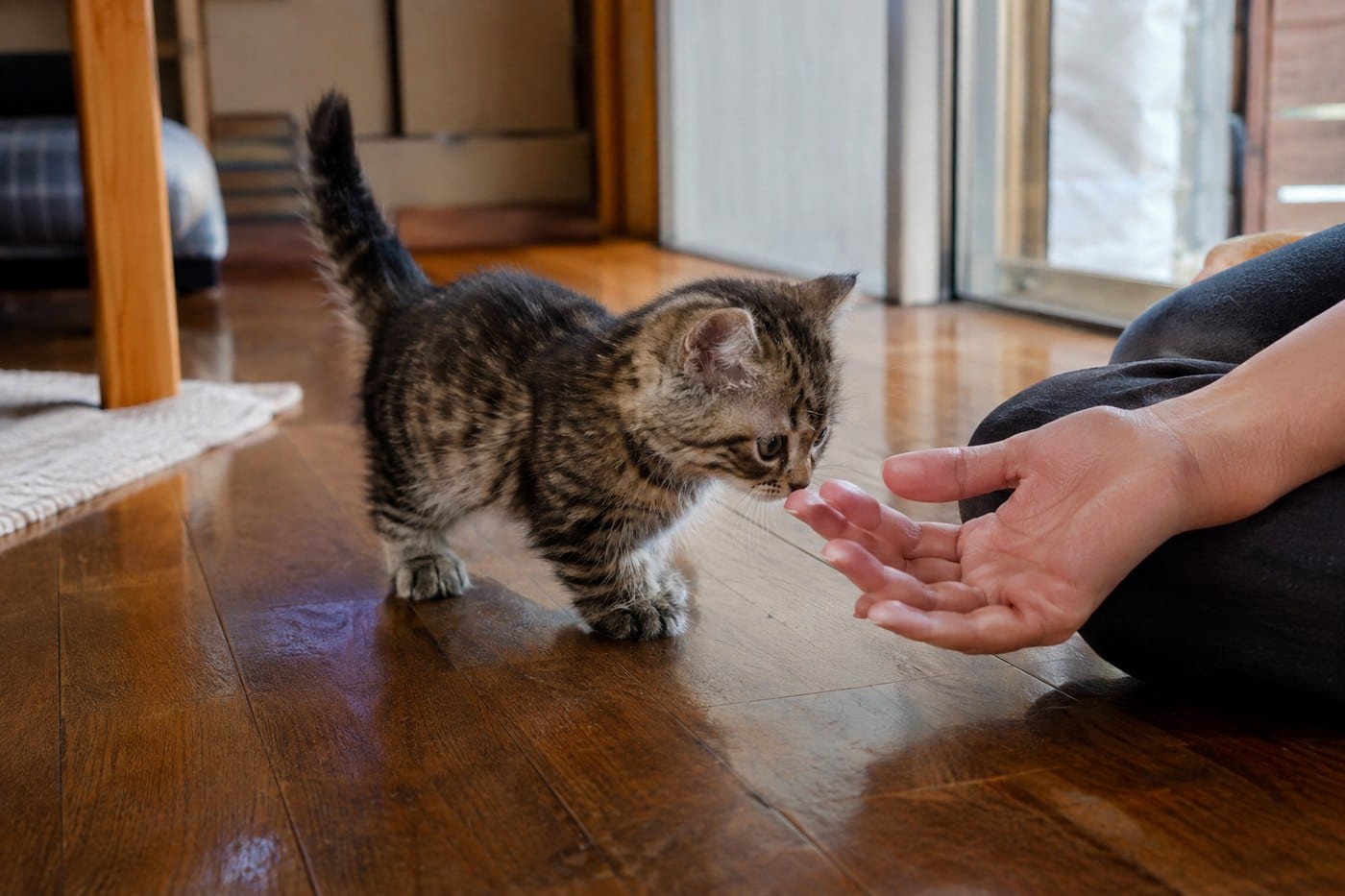 床に座った人の手の前で立ち止まり、鼻先を近づけてにおいをかぐマンチカンの子猫