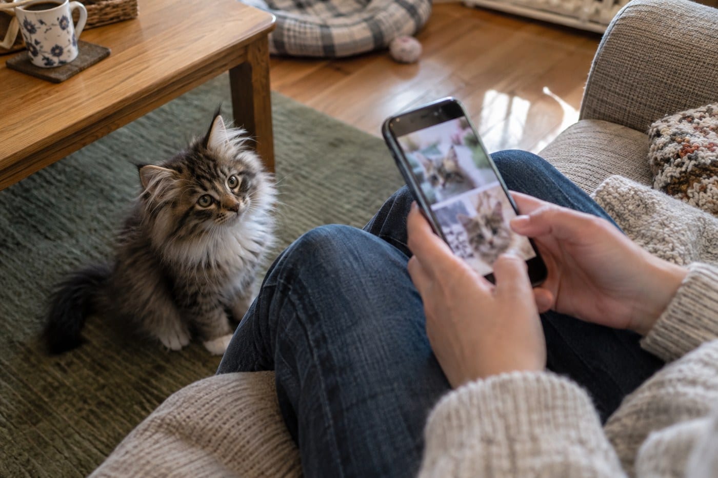 ソファでスマートフォンの子猫の写真を見比べる飼い主さんと、足元に座る長毛の子猫