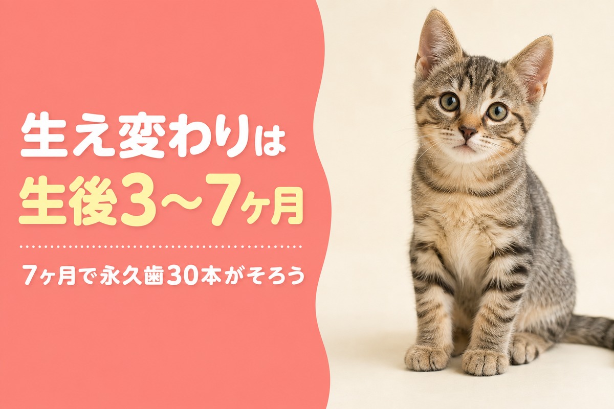 生え変わりは生後3〜7ヶ月の全体像