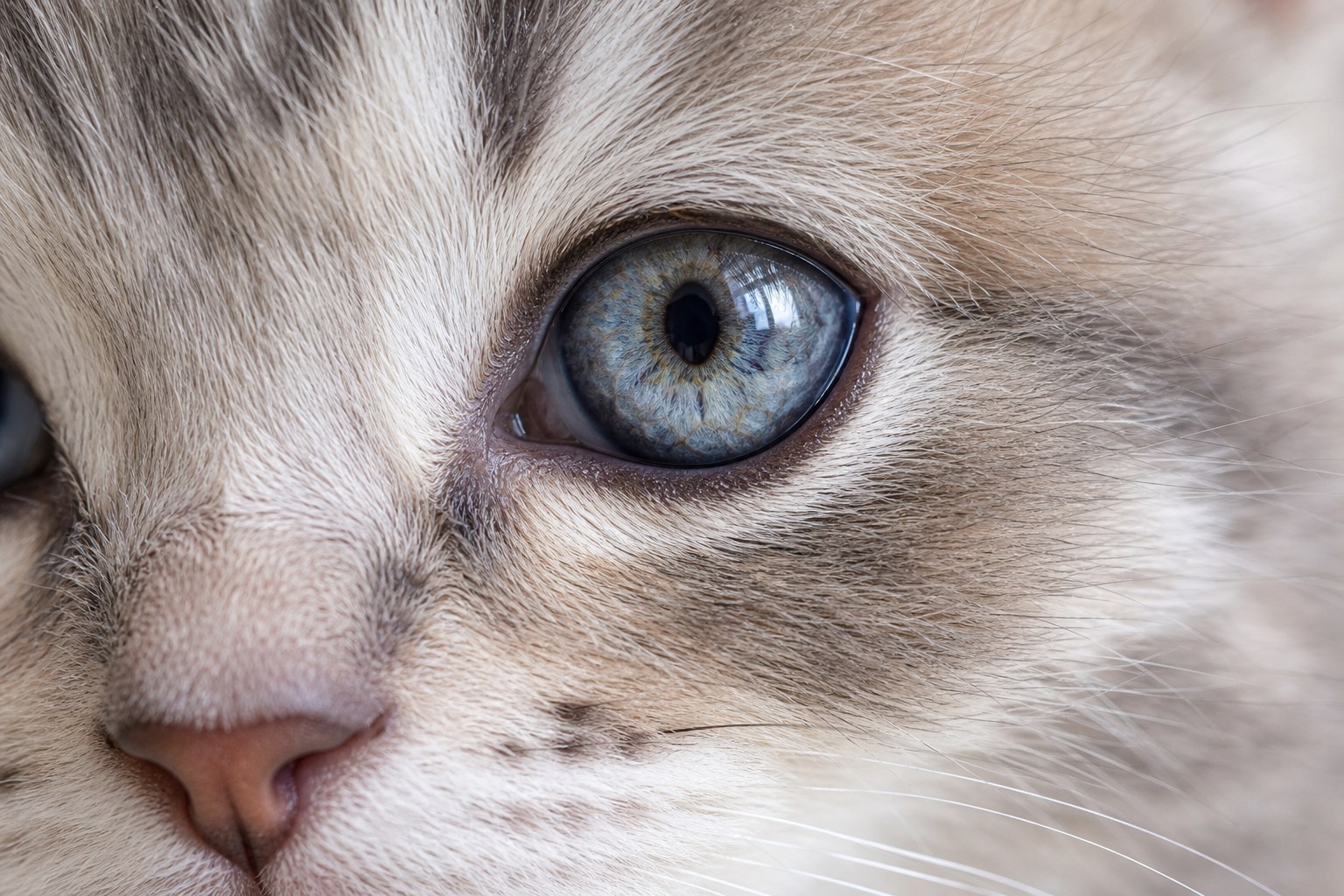 子猫の目の状態チェック