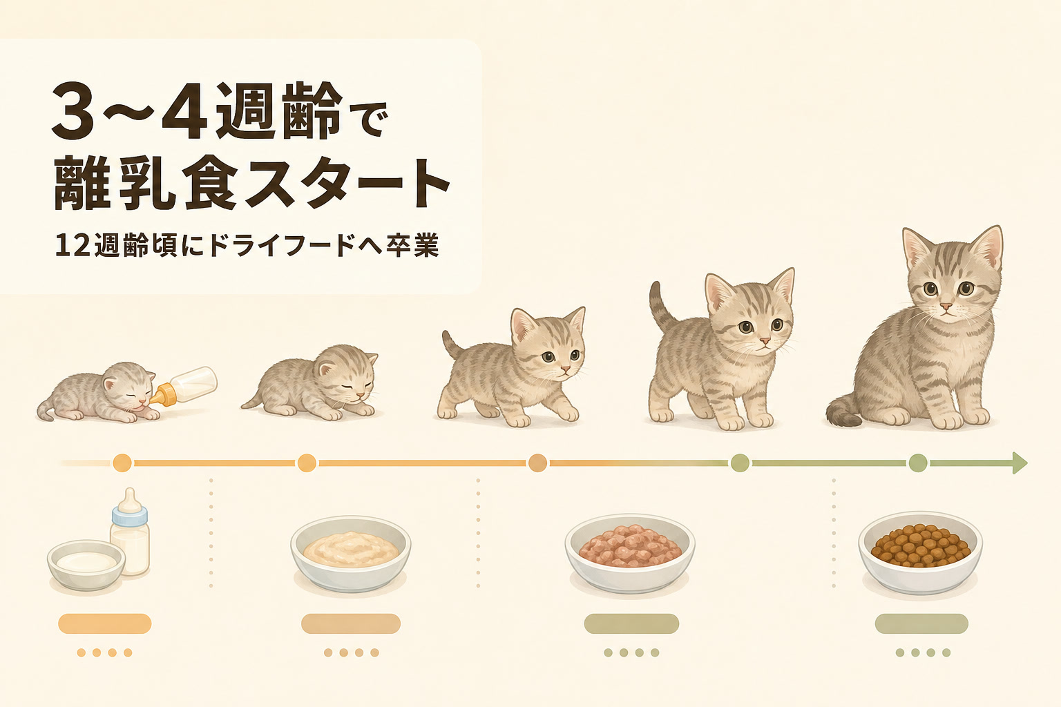 3〜4週齢で離乳食スタート・12週齢頃にドライフードへ移行するタイムライン