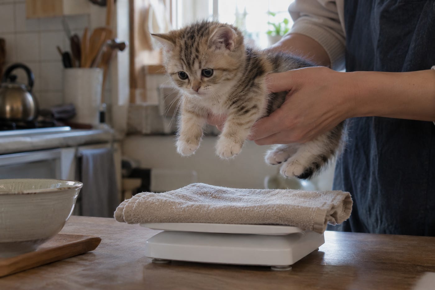 マンチカンの子猫を、タオルを敷いたキッチンスケールにそっと乗せようとする手元