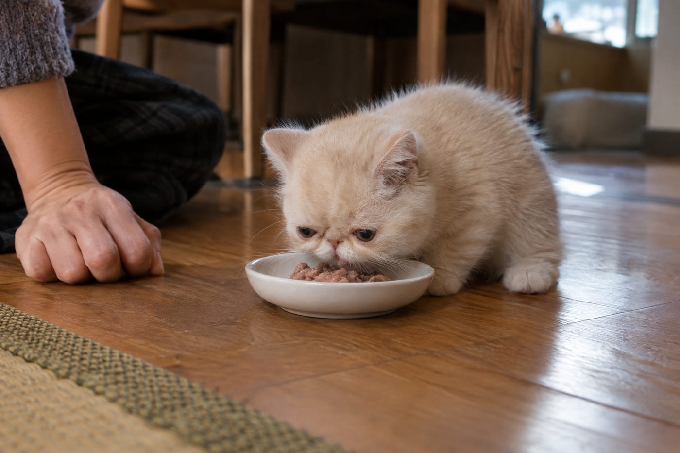小皿のごはんを食べるエキゾチックショートヘアの子猫と、そばに添えられた手