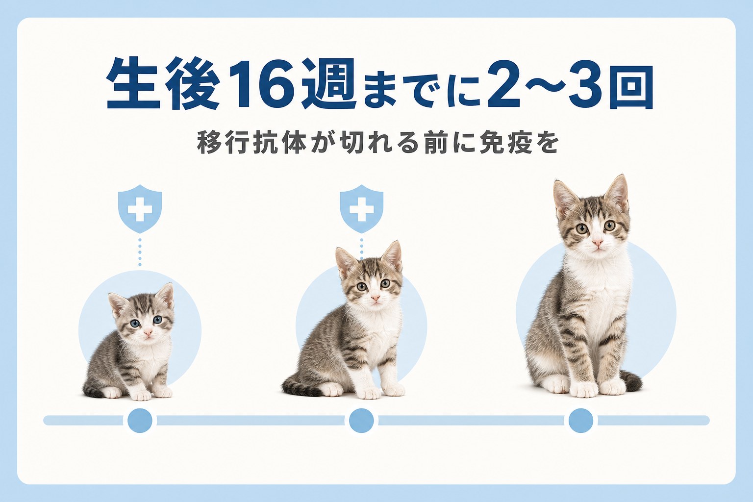 子猫のワクチン接種スケジュール表