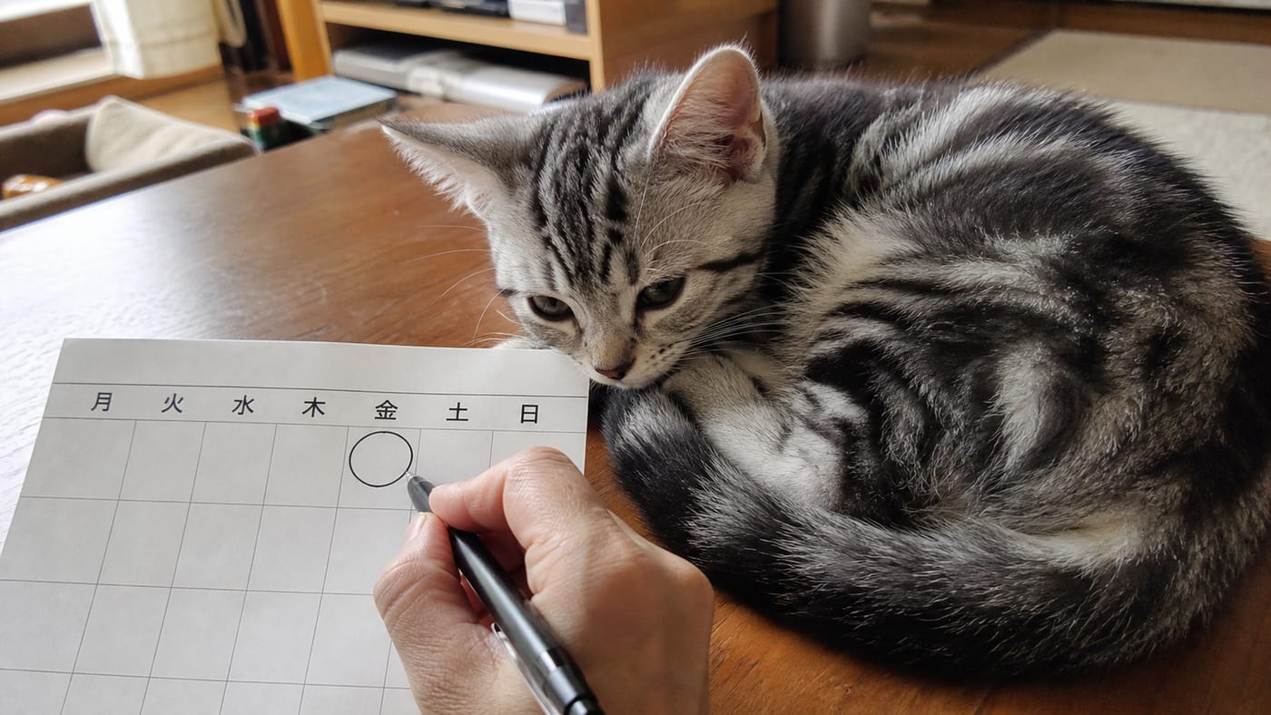 カレンダーの金曜日に丸をつける手元と、その横で丸くなる子猫
