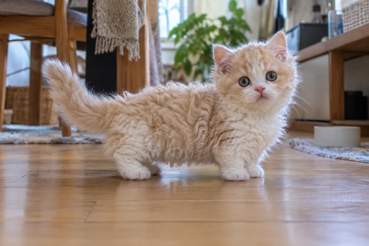 短い足で、くるくると巻いた毛の子猫が、フローリングに立ってこちらを見ている
