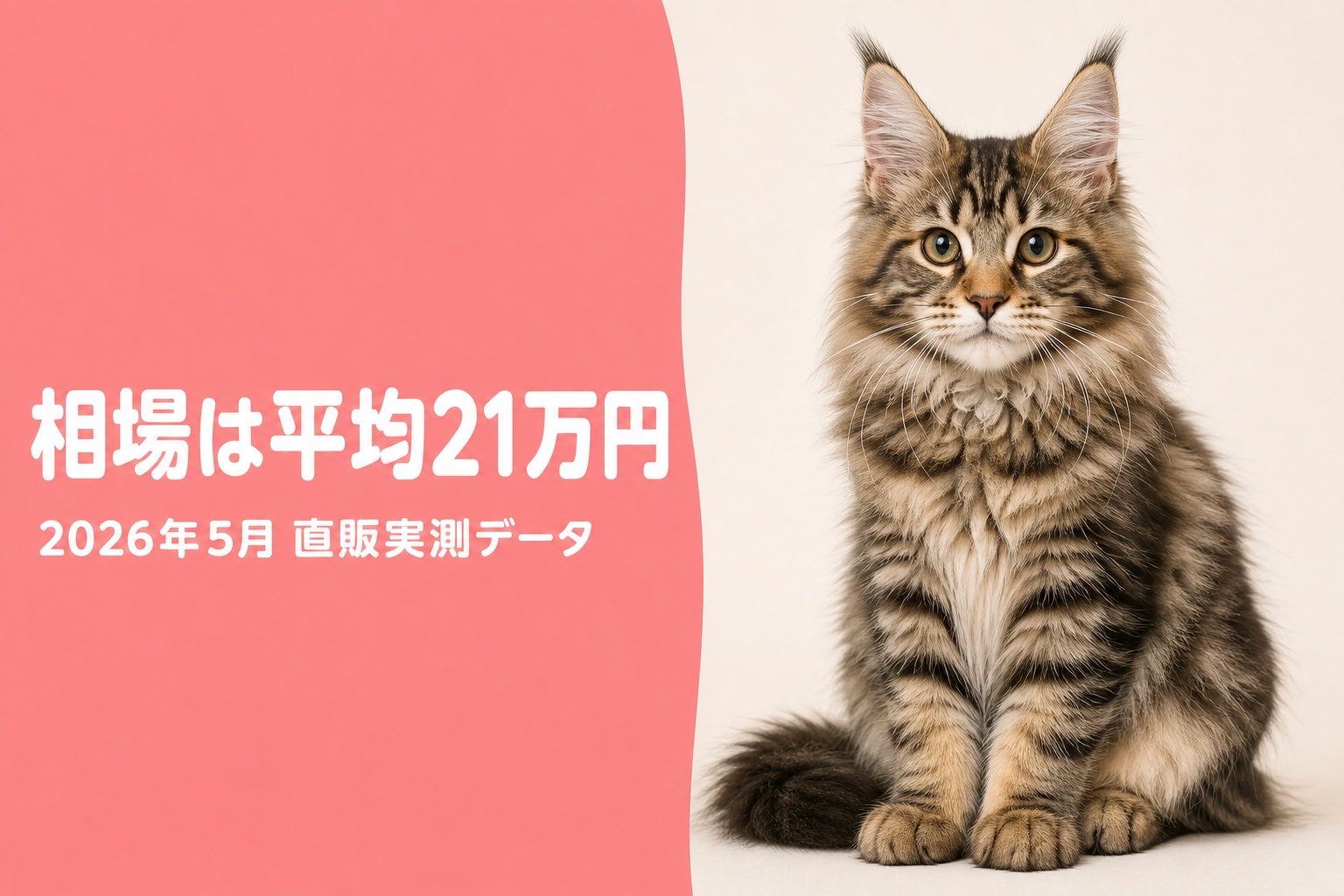 メインクーン子猫の価格分布と直販実測データを示すバナー画像