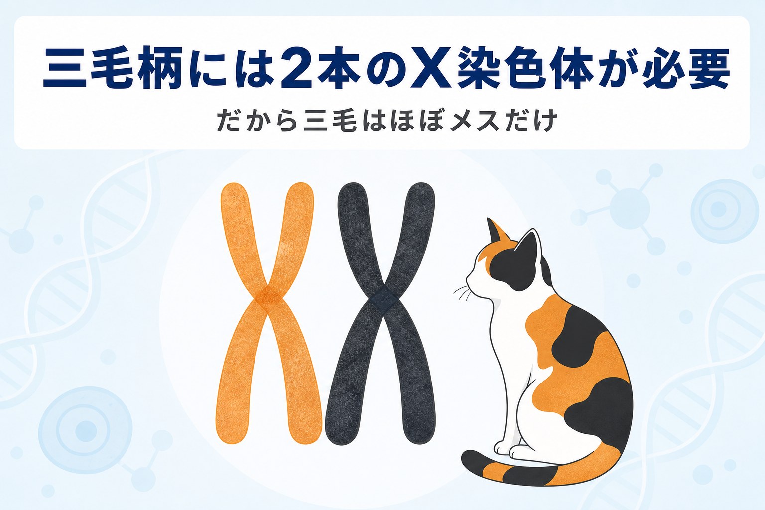 äžæ¯ç«ãã»ãŒã¡ã¹ãªçç±ââXæè²äœãšæ¯è²éºäŒåã®é¢ä¿
