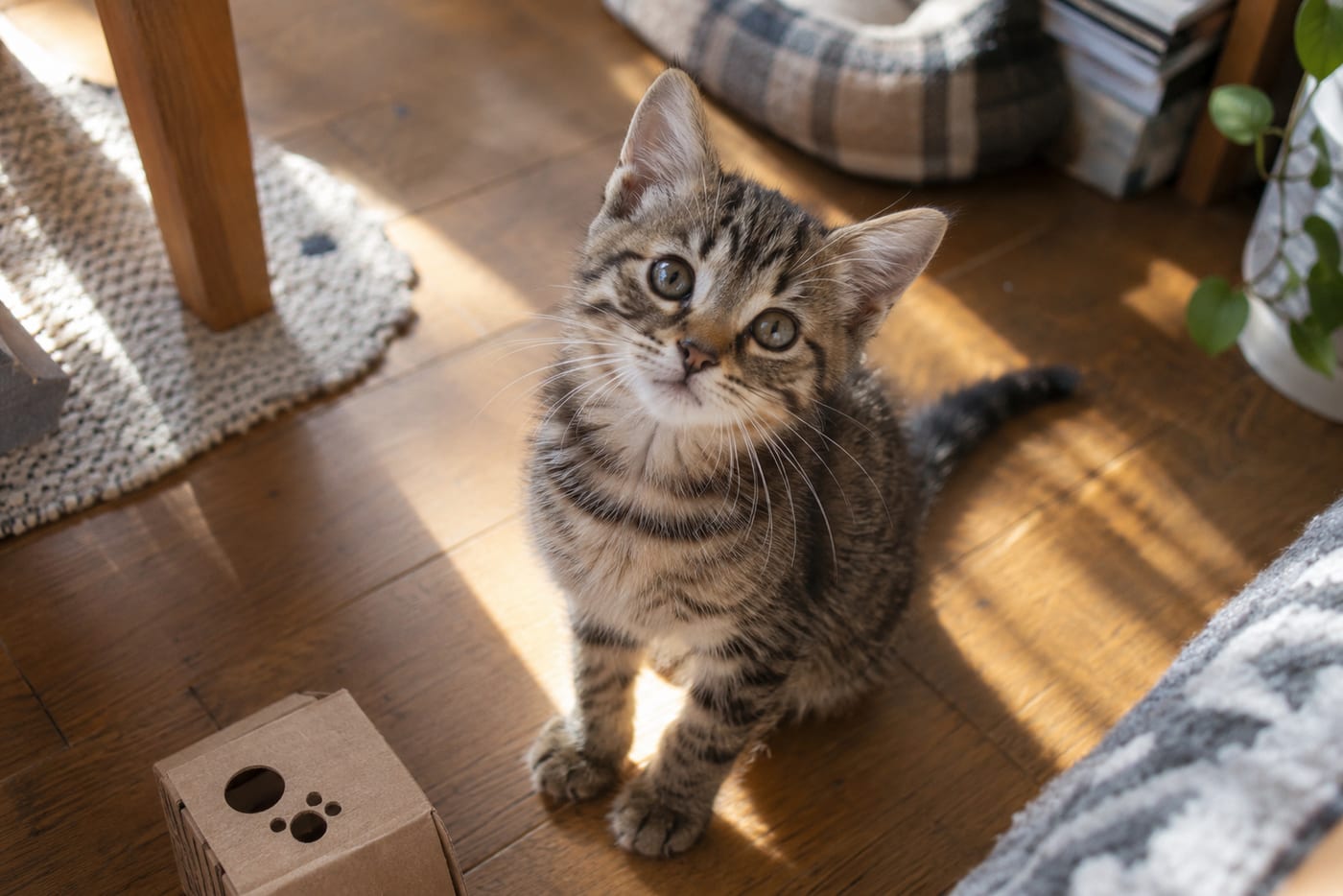 日だまりの床に座ってこちらを見上げる、生後4か月ほどの子猫。頭に対して耳がしっかり立って見える