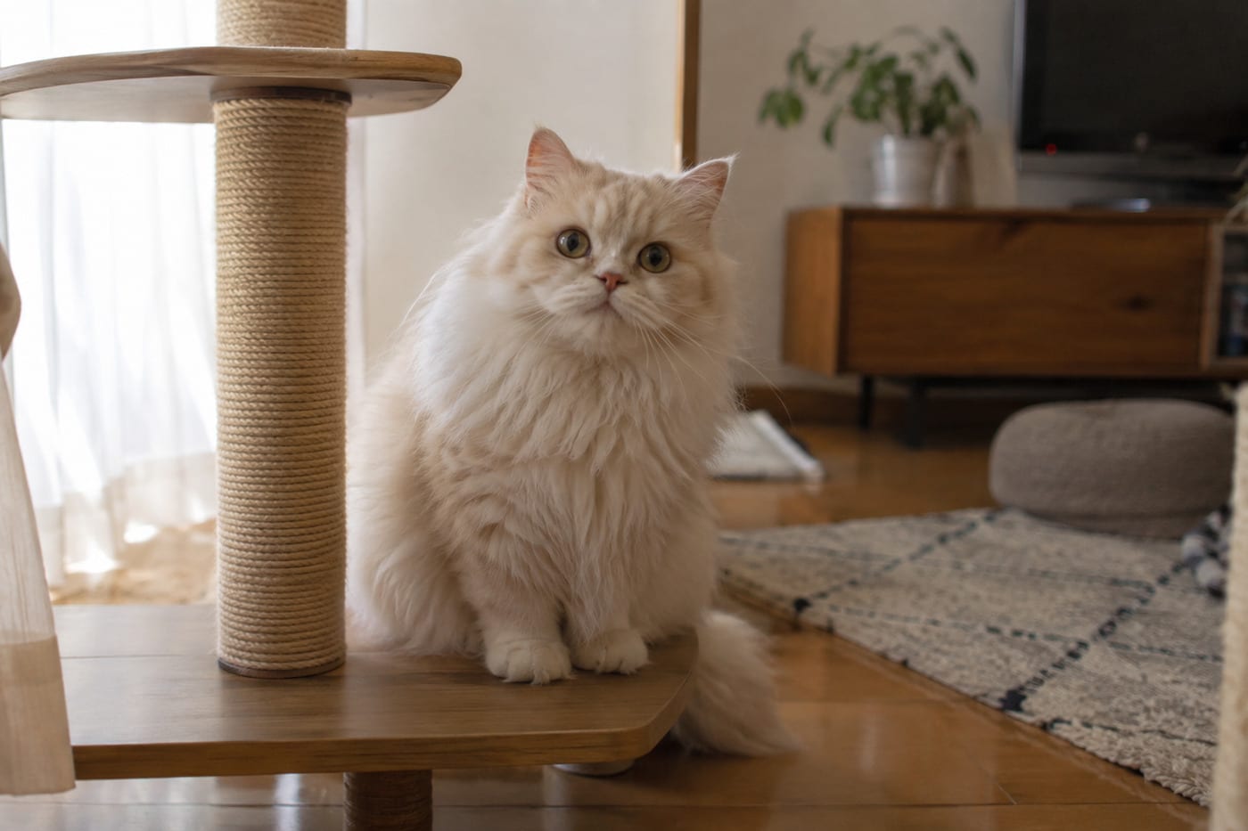 低めのキャットタワーの下の段に乗る、ミヌエットの成猫