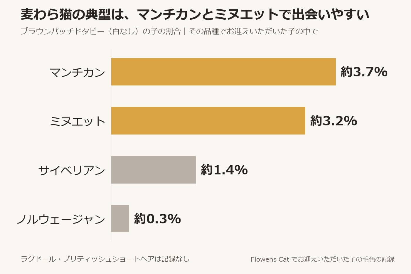 「麦わら猫の典型は、マンチカンとミヌエットで出会いやすい」の文字と、品種ごとの割合を横棒の長さで比べている。マンチカン約3.7%、ミヌエット約3.2%、サイベリアン約1.4%、ノルウェージャン約0.3%