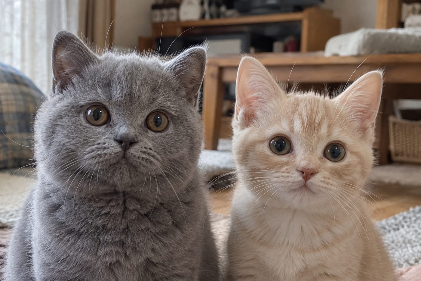 顔の形の違いが分かるように正面から並べた、まん丸の顔のブリティッシュショートヘアの子猫と、丸みのある三角ぎみの顔のマンチカンの子猫