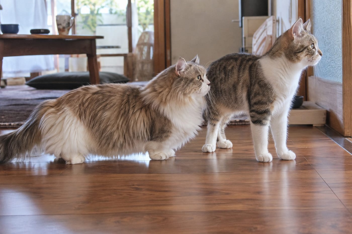 床に並んで立つ、長毛で足の短いマンチカンと、短毛で足の長いマンチカンの成猫