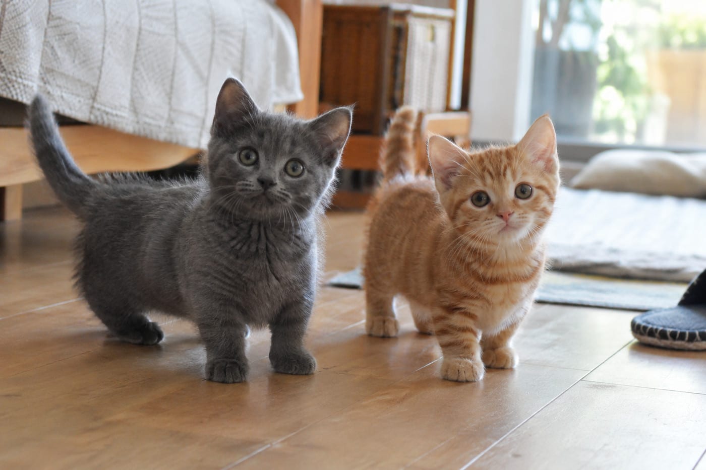 同じくらいの月齢の、ブルーのマンチカンの子猫と、レッドタビー（茶トラ）の子猫。並んでこちらを見ている