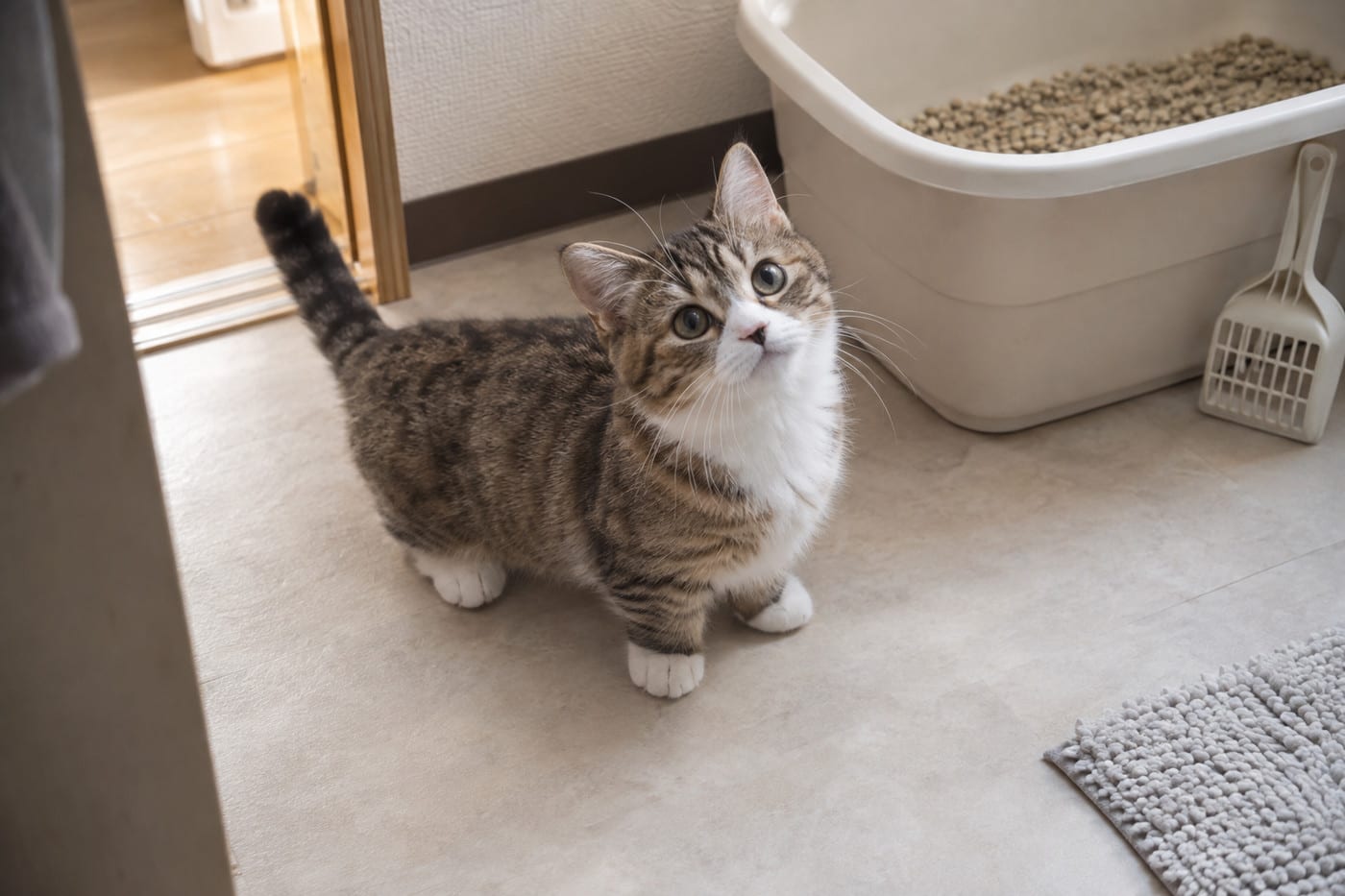 洗面所の床に置かれた猫用トイレのそばで、マンチカンの子猫が顔を上げてこちらを見ている。トイレの横には猫砂用のスコップ