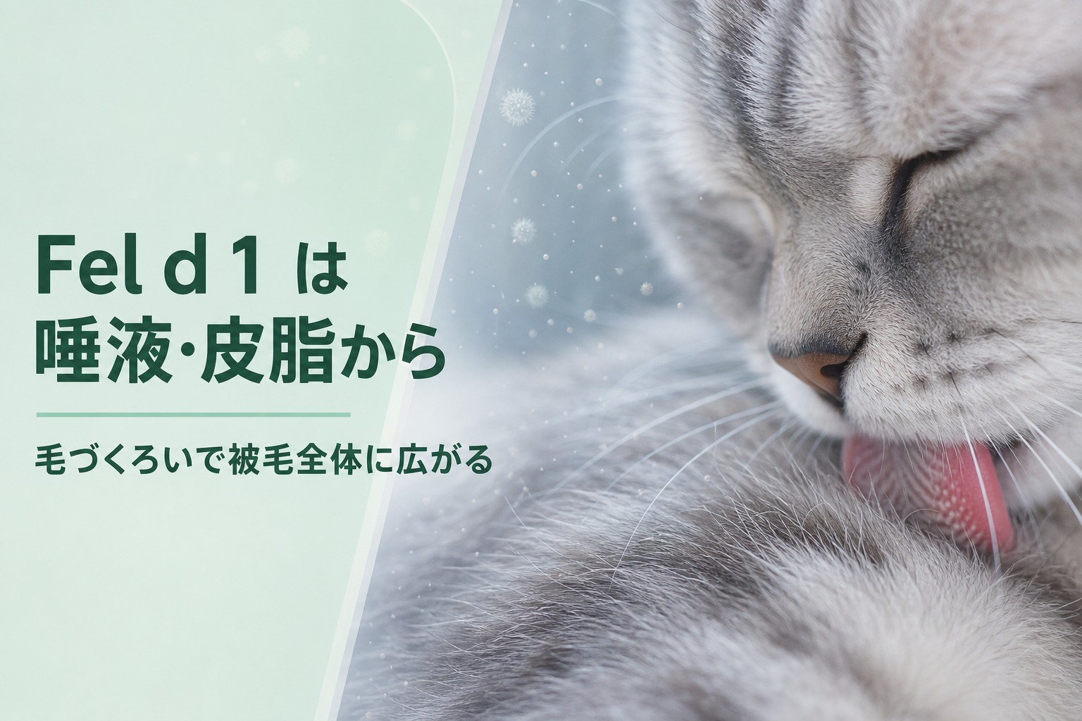 毛づくろい中の猫とFel d 1拡散イメージ