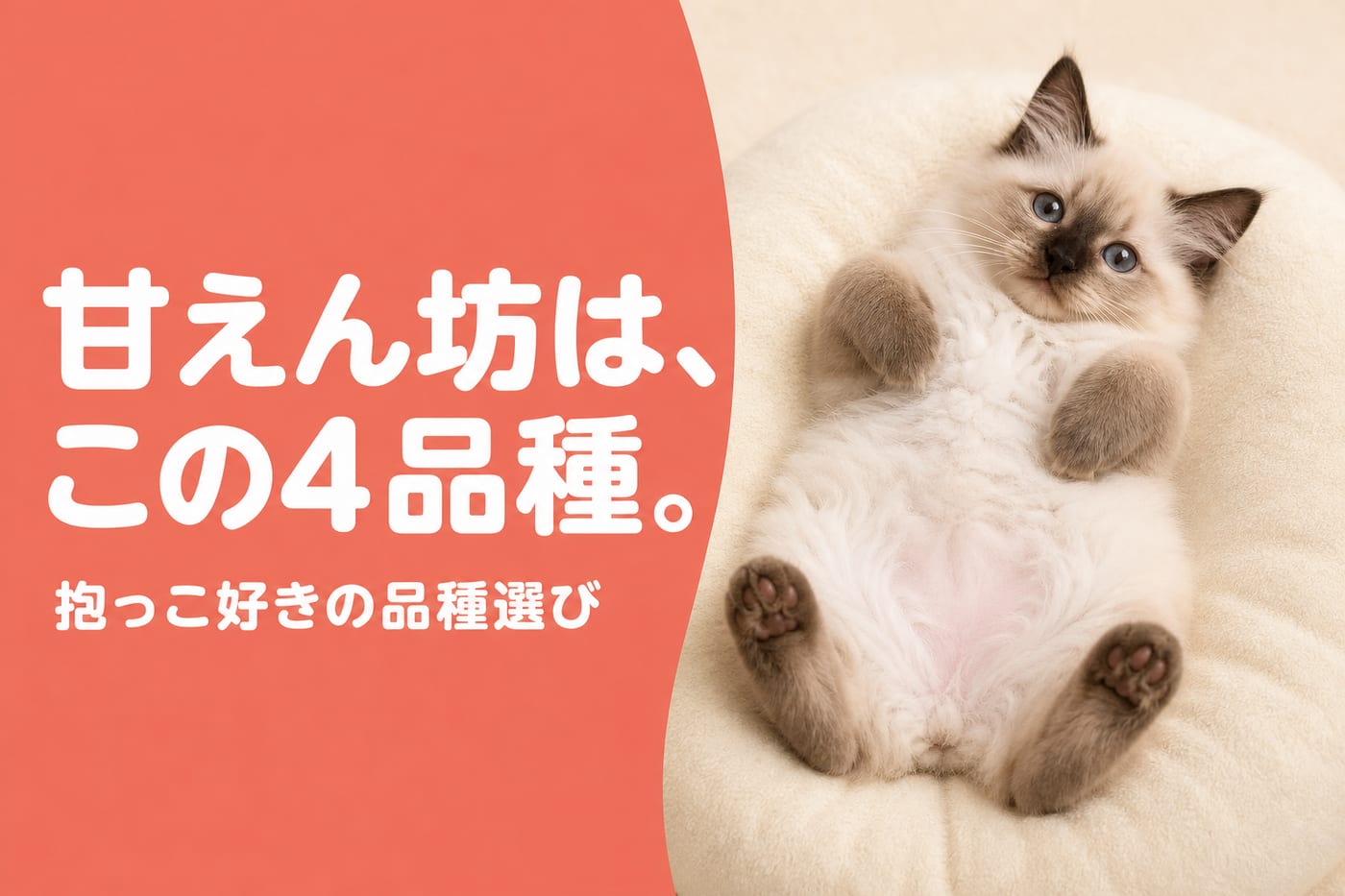 甘えん坊はこの4品種と伝えるサーモン帯バナーと仰向けでお腹を見せる子猫