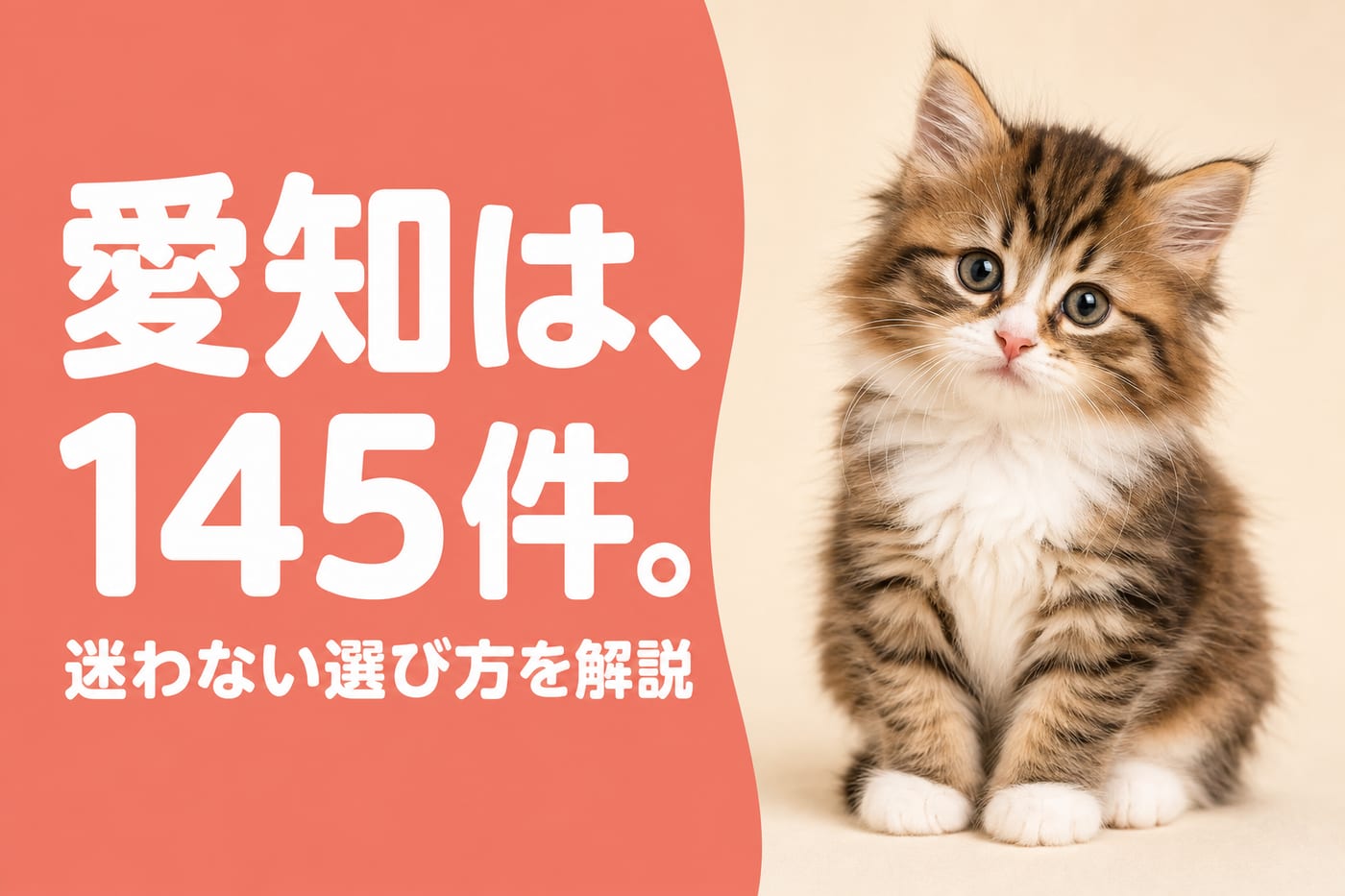 愛知のブリーダーは145件だから迷わない選び方が必要と伝えるサーモン帯バナーと長毛キジ白の子猫