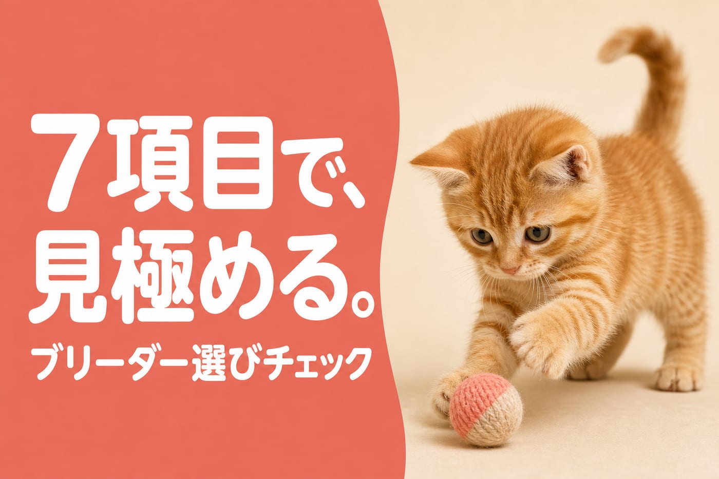 ブリーダーは7項目で見極めると伝えるサーモン帯バナーとボールで遊ぶ茶トラの子猫