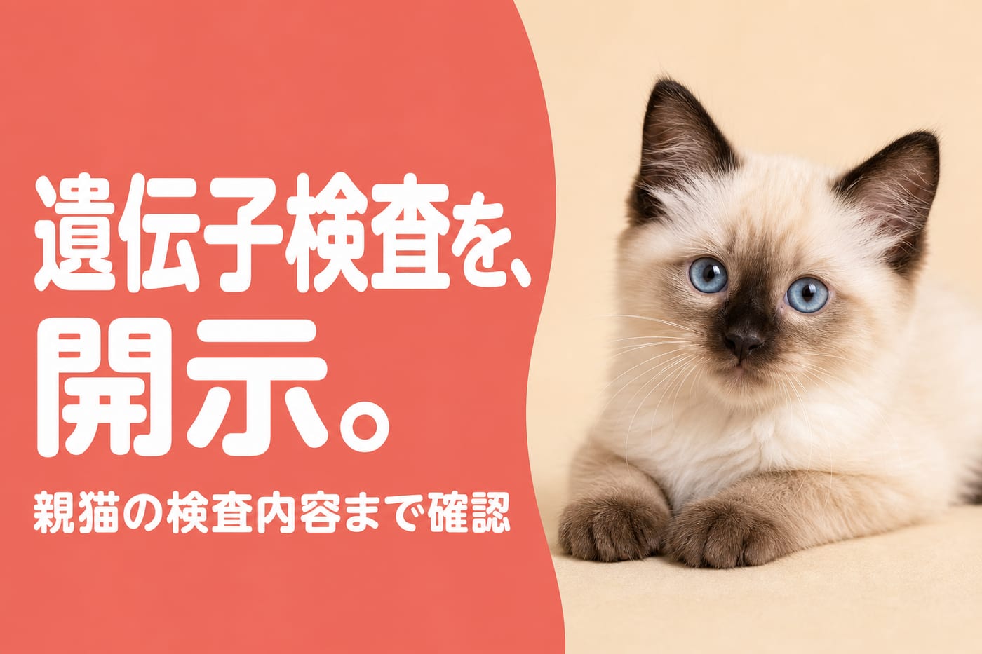 親猫の遺伝子検査の内容まで開示と伝えるサーモン帯バナーと耳の色が濃いポインテッドの子猫