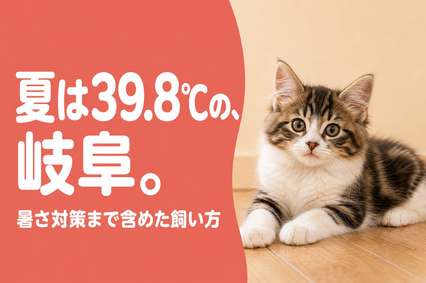 岐阜の夏は39.8℃だから暑さ対策まで含めて考えると伝えるサーモン帯バナーと涼しい木の床でくつろぐ子猫