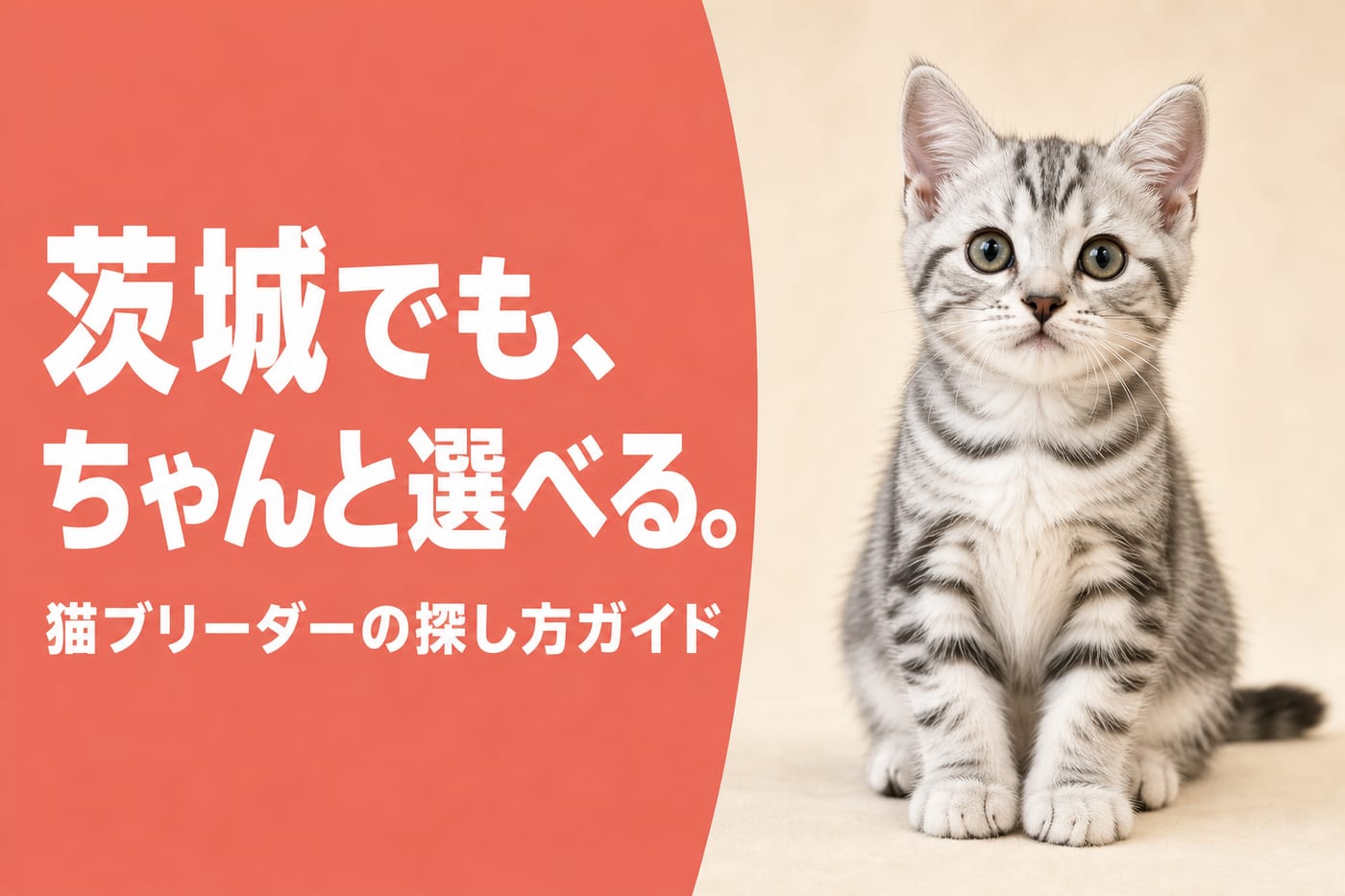 茨城でもちゃんと選べると伝えるサーモン帯バナーと背筋を伸ばして座るシルバータビーの子猫