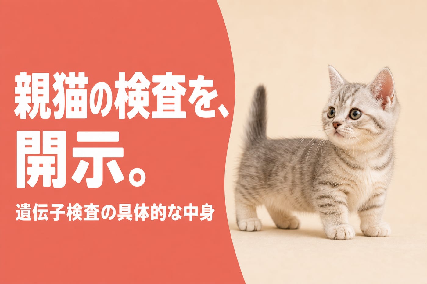 親猫の遺伝子検査の開示を伝えるサーモン帯バナーと横向きに立つマンチカンの子猫