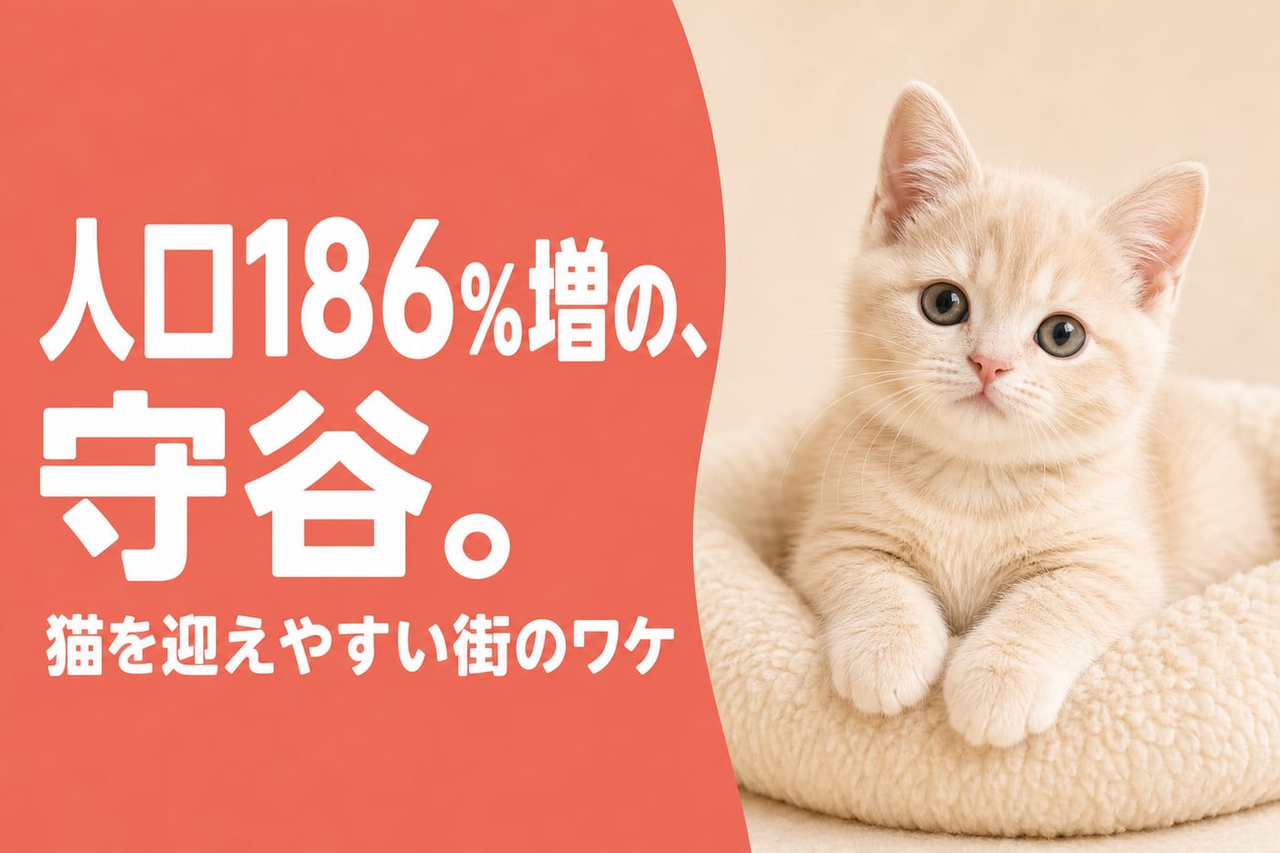 人口186%増の守谷は猫を迎えやすい街と伝えるサーモン帯バナーとクッションでくつろぐクリーム色の子猫