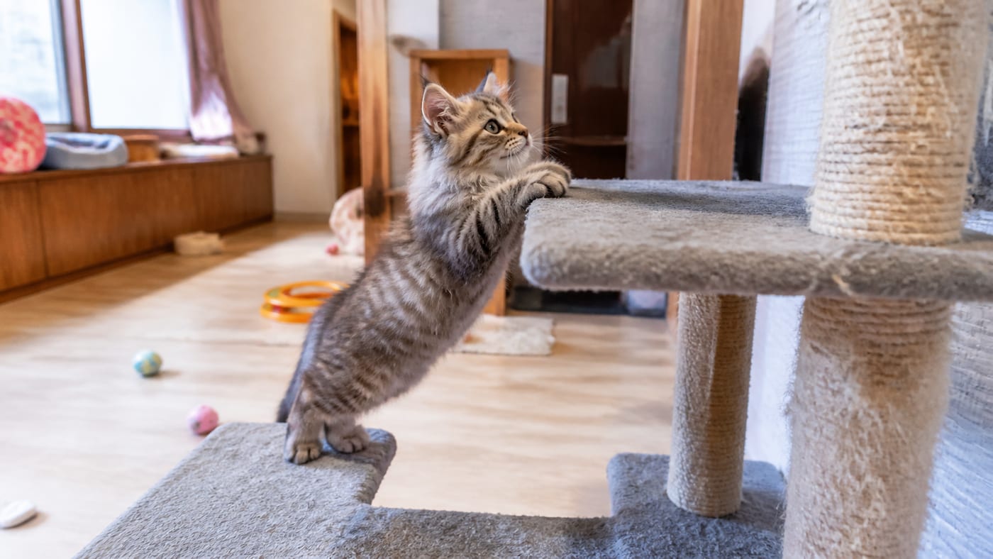 広いキャットルームでキャットタワーを登っている子猫