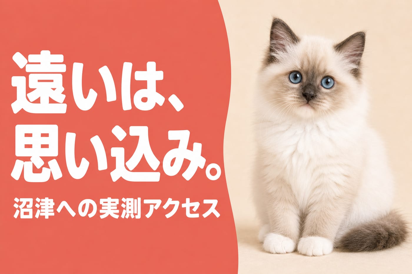 遠いは思い込みと伝えるサーモン帯バナーとブルーアイのラグドールの子猫