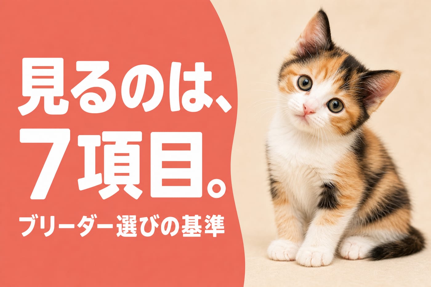 ブリーダー選びで見るのは7項目と伝えるサーモン帯バナーと首をかしげる三毛の子猫