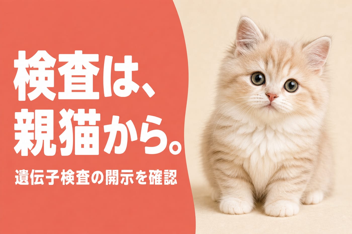検査は親猫からと伝えるサーモン帯バナーと丸顔のクリーム色ミヌエットの子猫