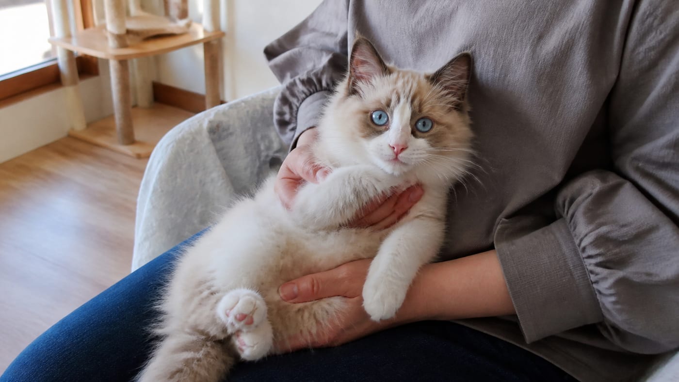 見学スペースで子猫を抱っこしている見学客の手元と子猫