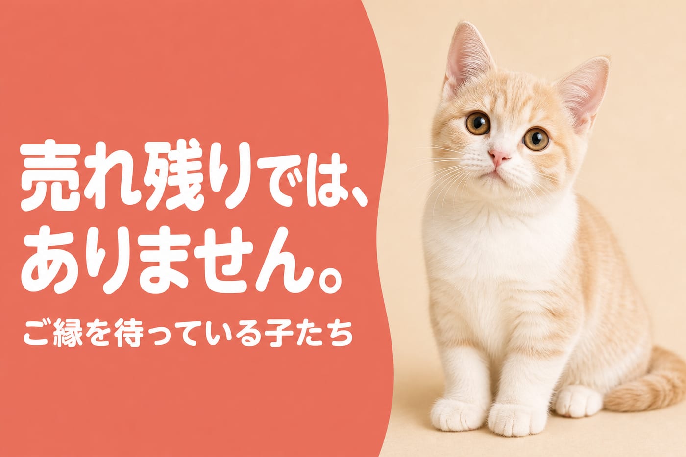 売れ残りではありませんと伝えるサーモン帯バナーとやさしい表情のクリーム色の若い猫